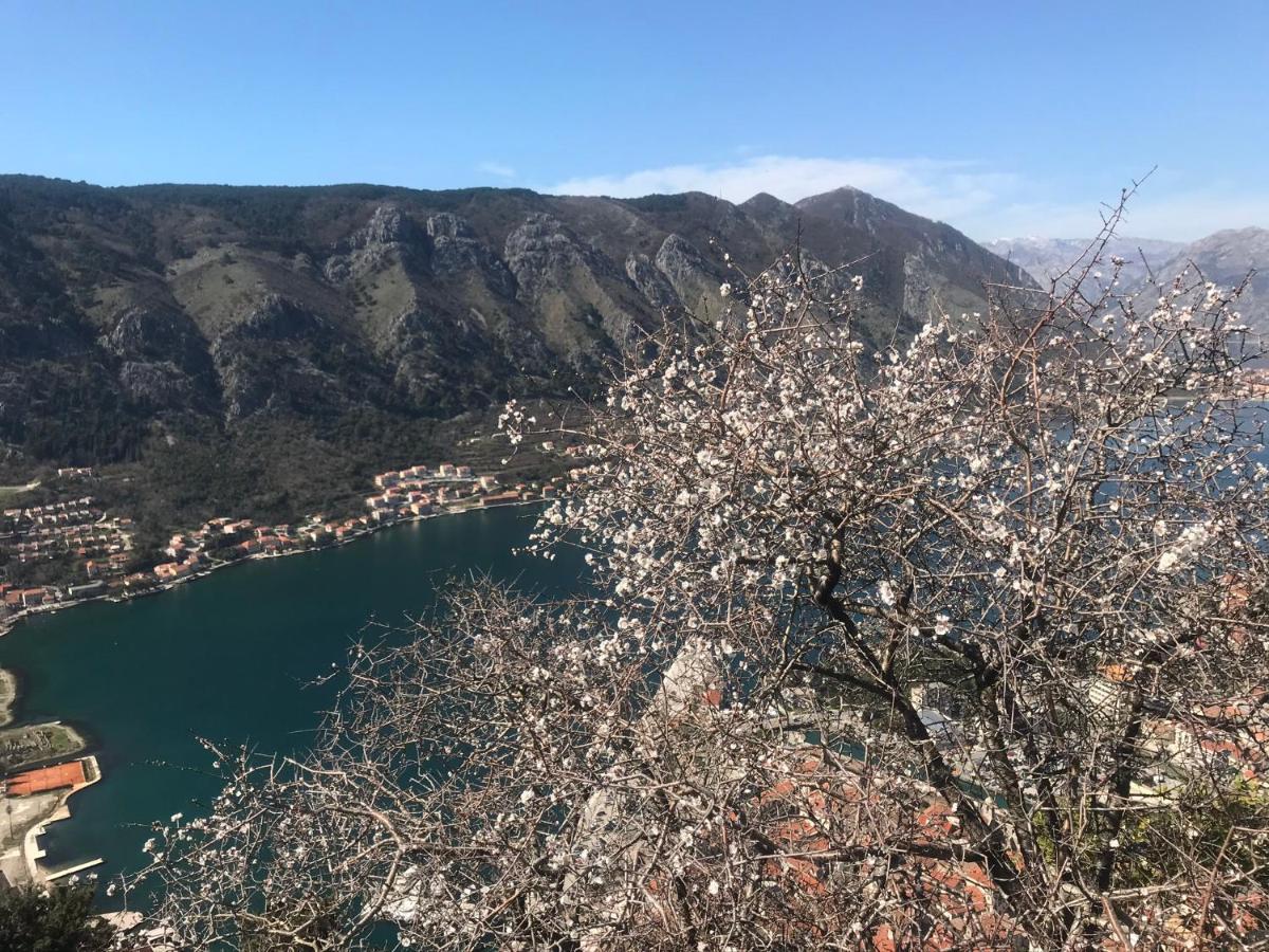 Romantic Rooftop View Hideaway- Old Town Nr 404 Kotor Exterior photo